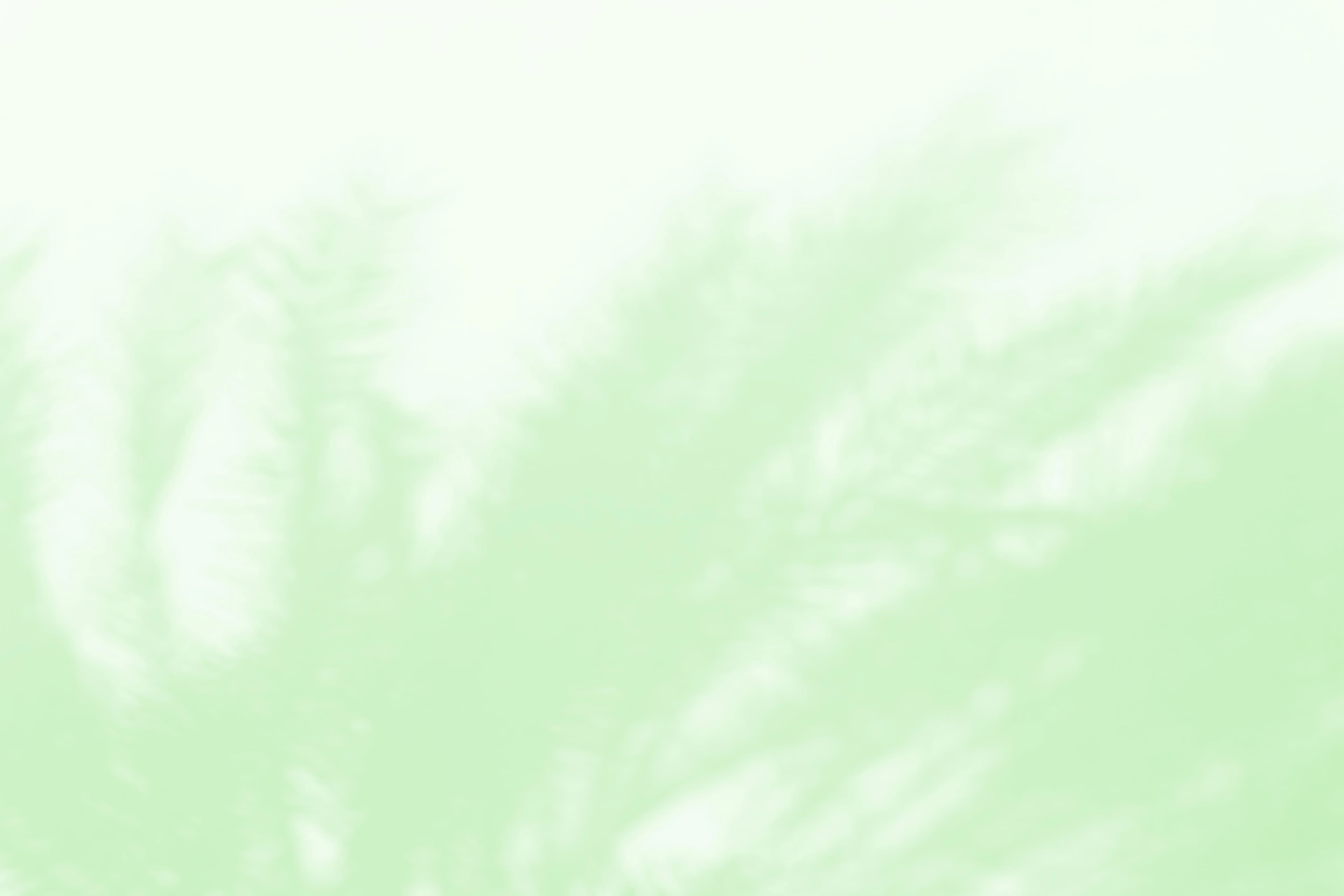plants shadows